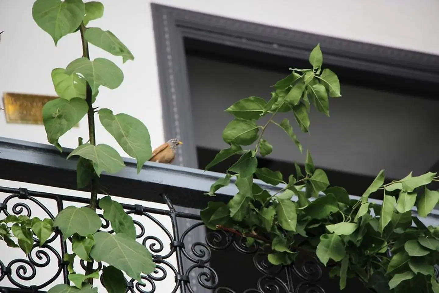 Les Jardins De Riad Laarouss Terrasse