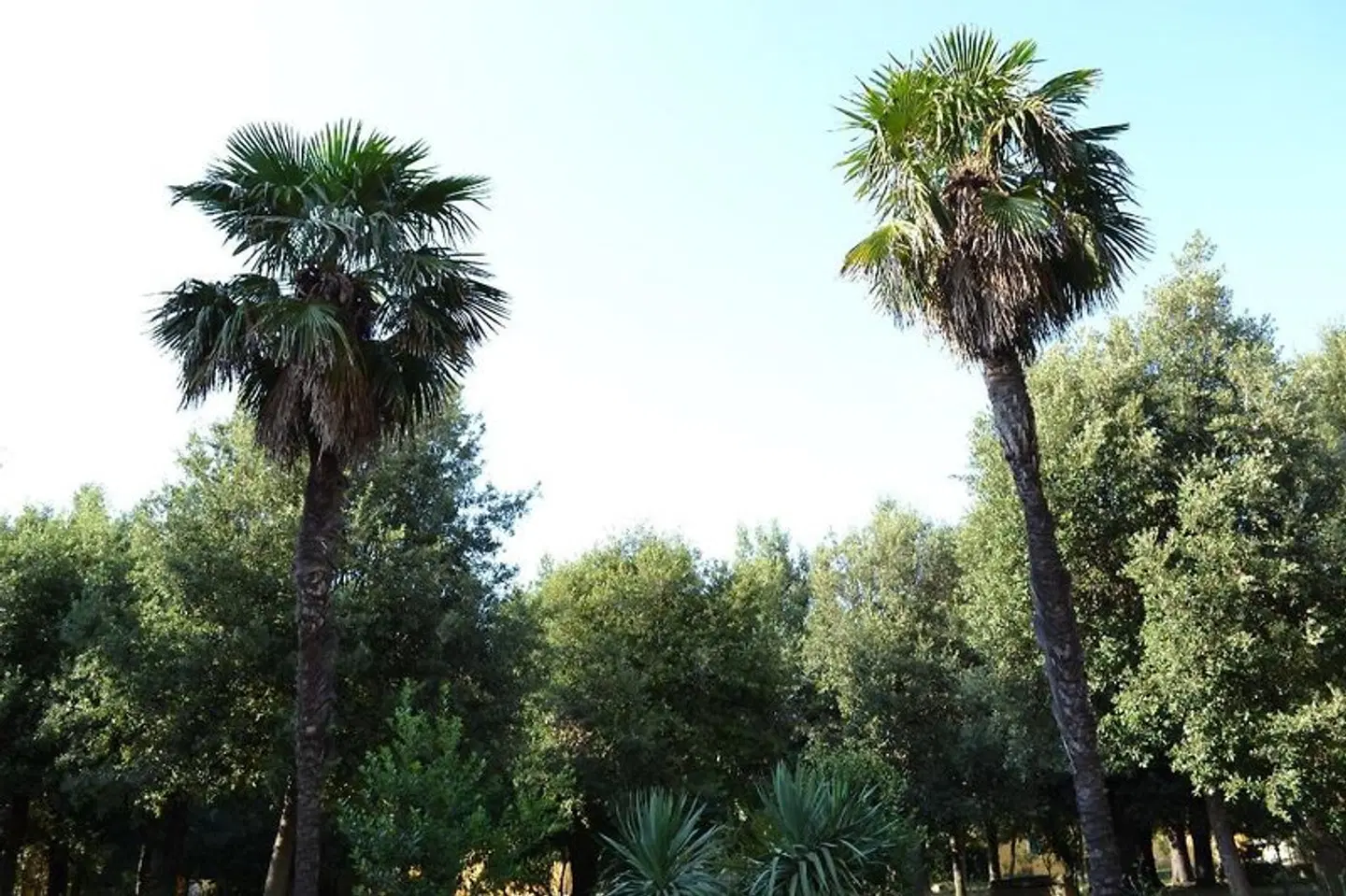 Villa Graziani Garten