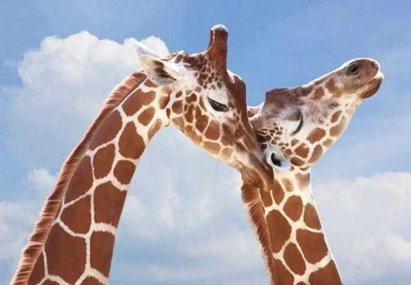 San Diego Marriott Del Mar Tiere