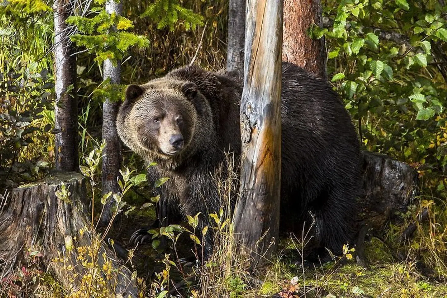Palliser Lodge Tiere