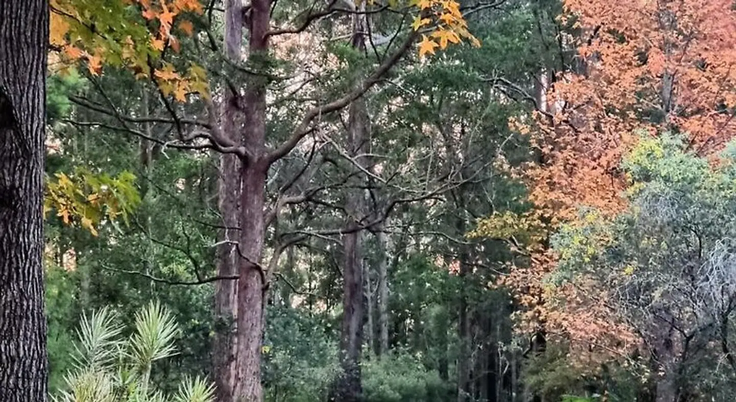 Kiwarrak Country Retreat LANDSCAPE