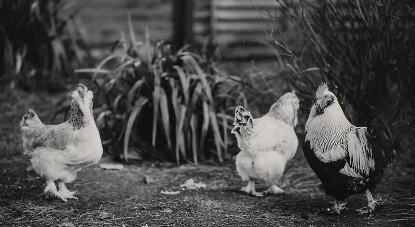 Wallingford Station Homestead Tiere
