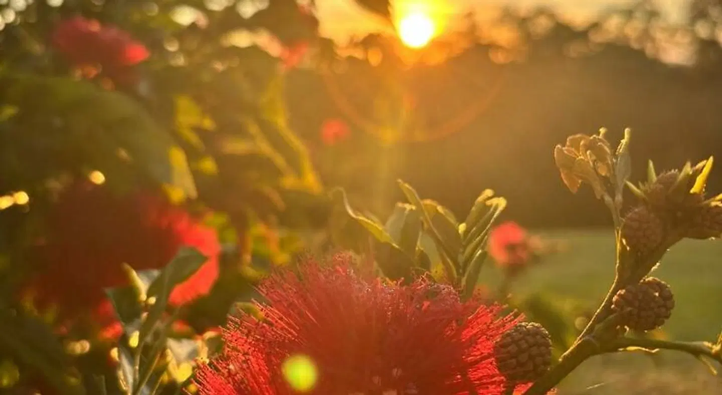 Noosa Hinterland Bed & Breakfast Tiere