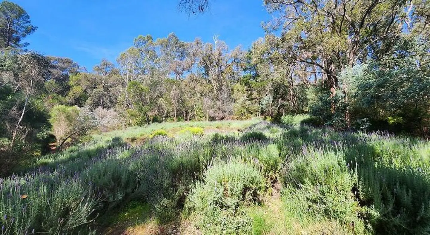 Lavenderpatch LANDSCAPE