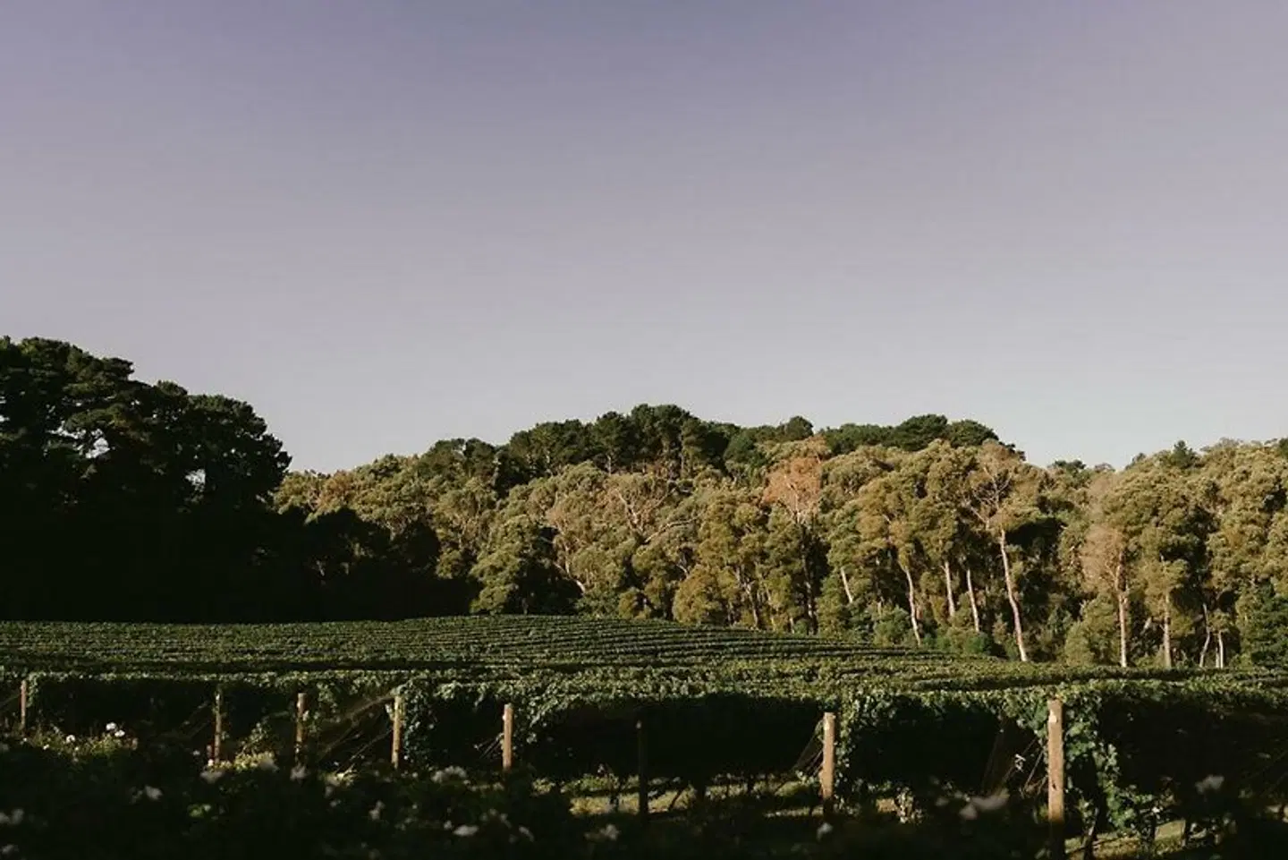 Mantons Creek Vineyard LANDSCAPE