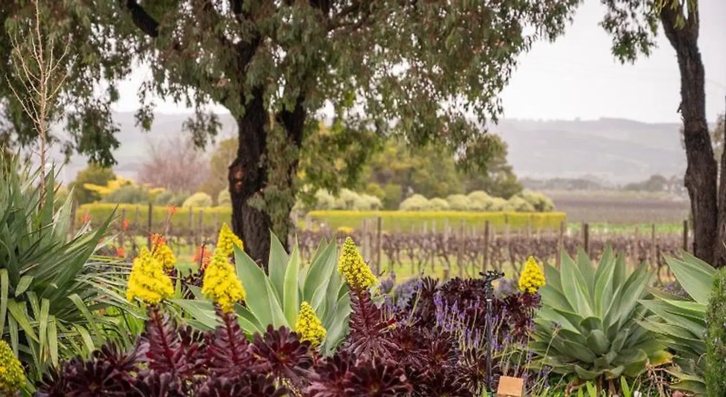 Linger Longer Vineyard LANDSCAPE