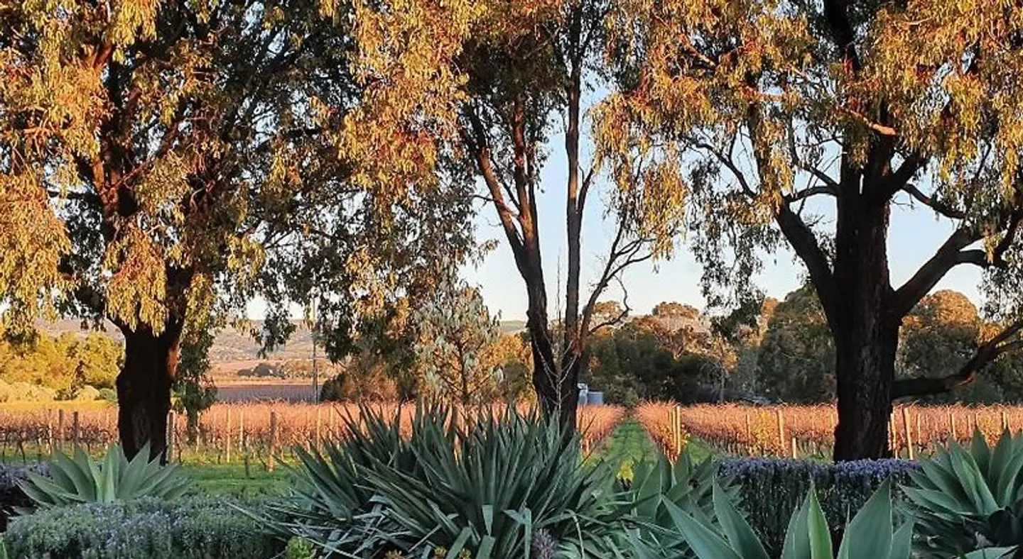 Linger Longer Vineyard Garten