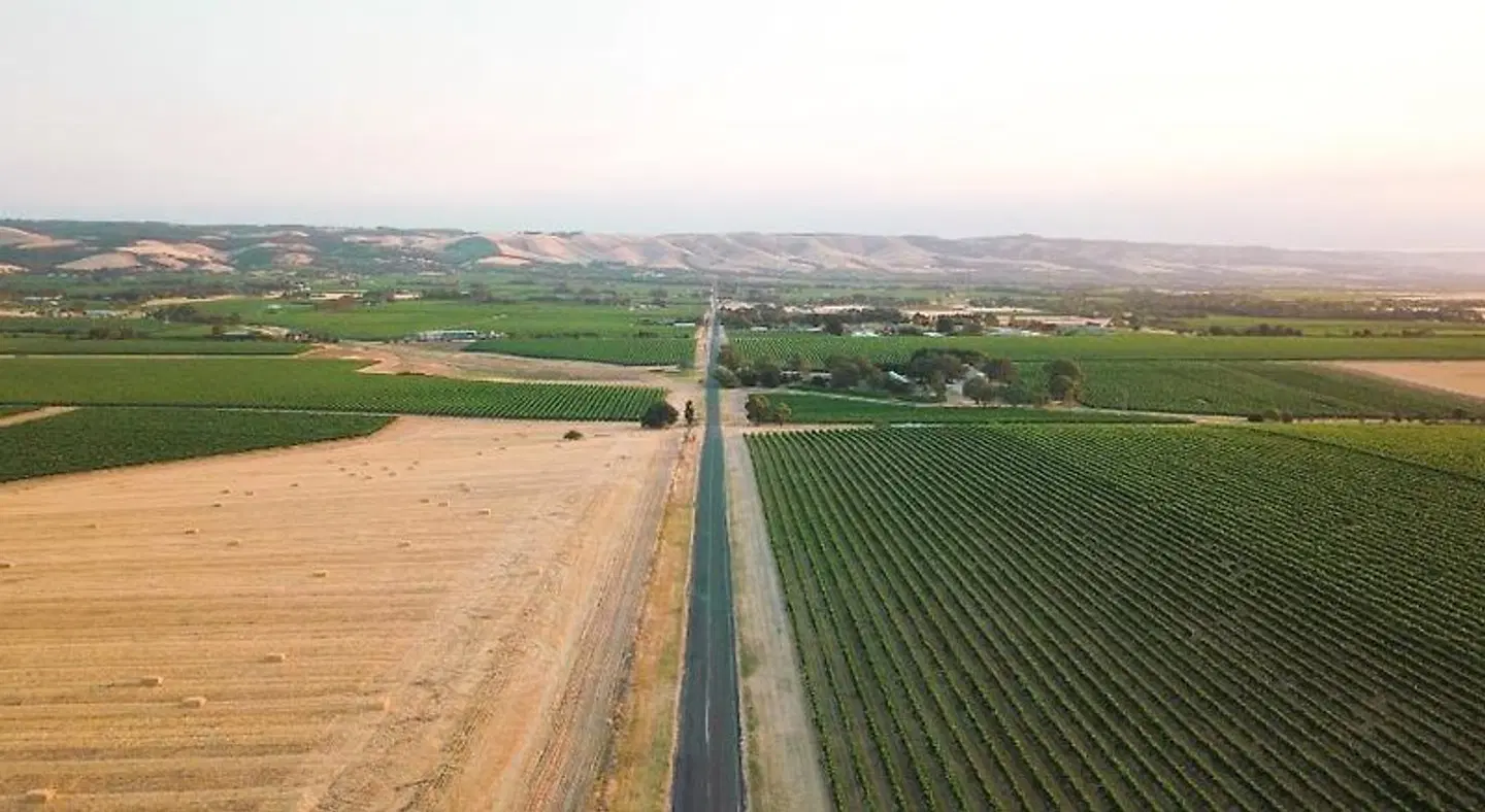 Linger Longer Vineyard LANDSCAPE