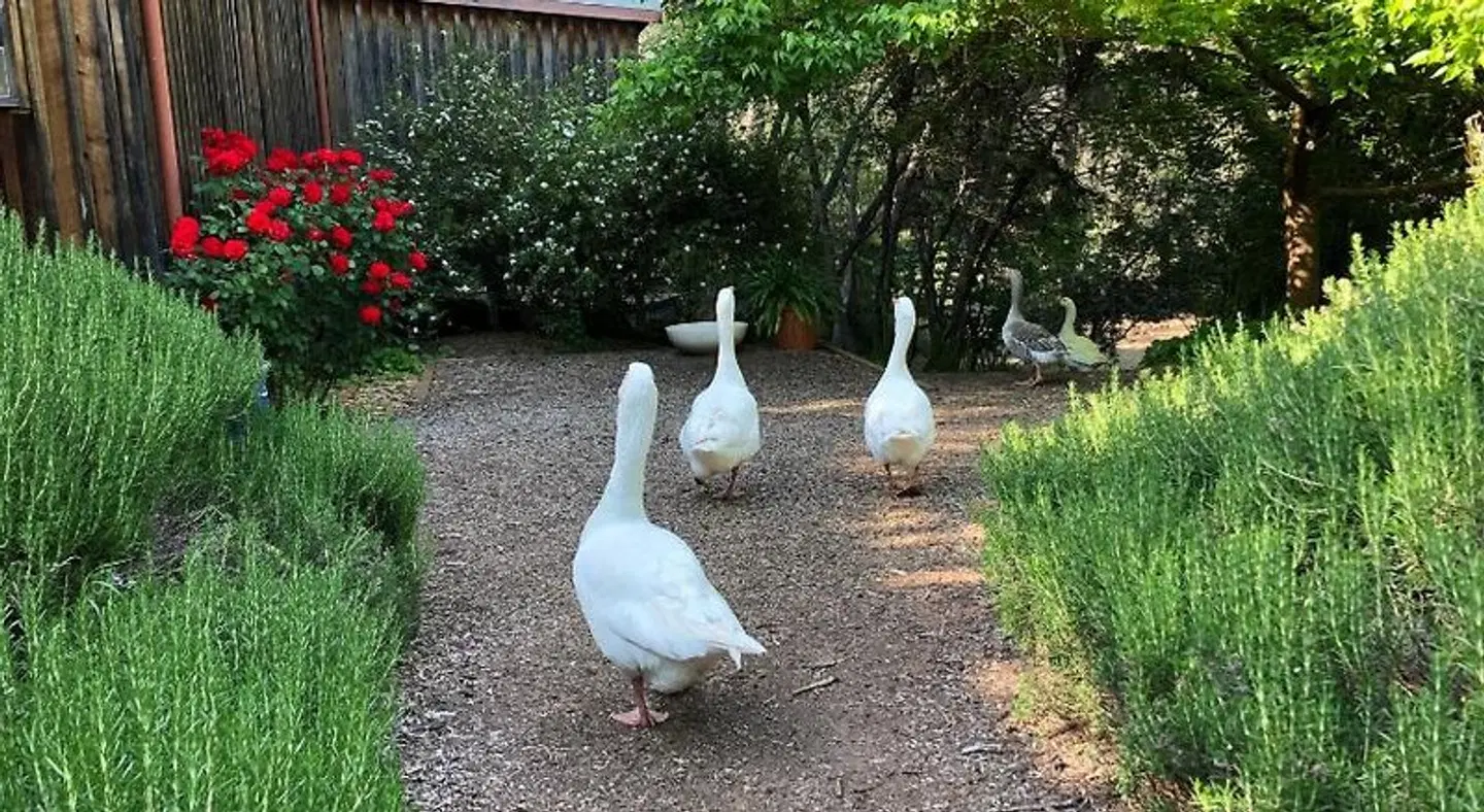 Ford House Retreat Tiere