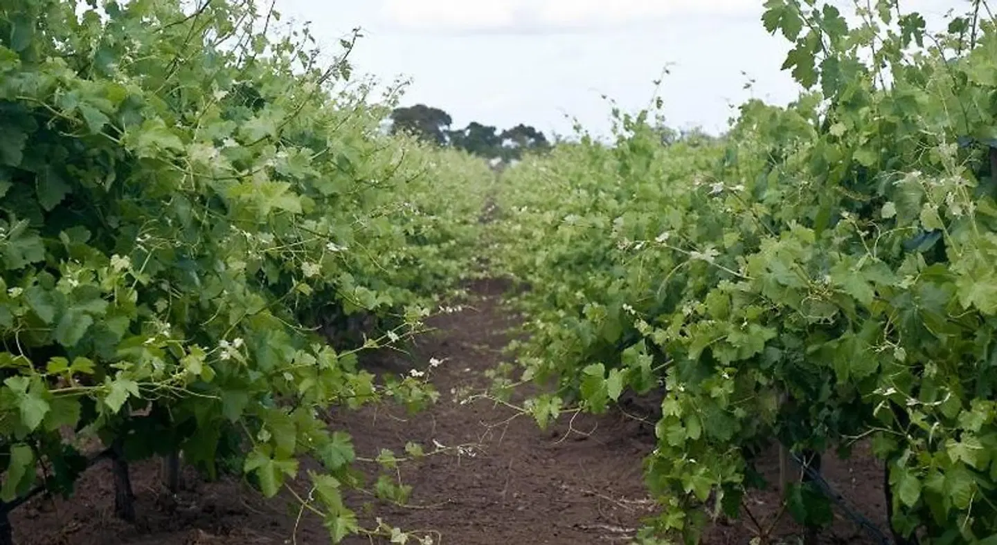 The Farm Willunga LANDSCAPE