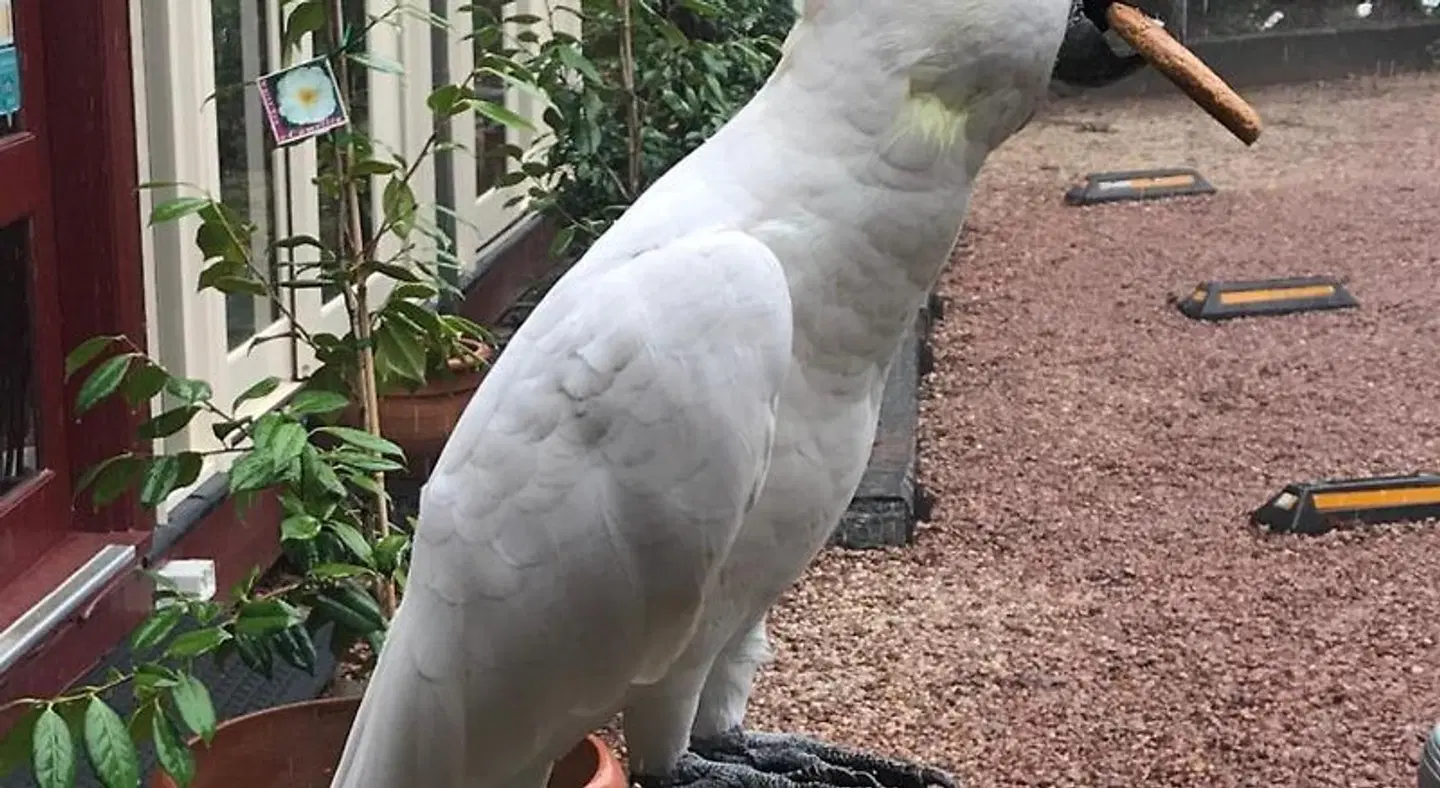 Kurrara Historic Guest House Tiere