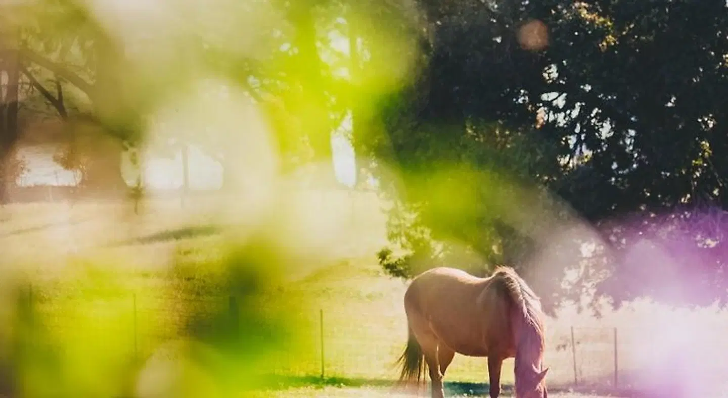 Dalblair Bed & Breakfast Tiere