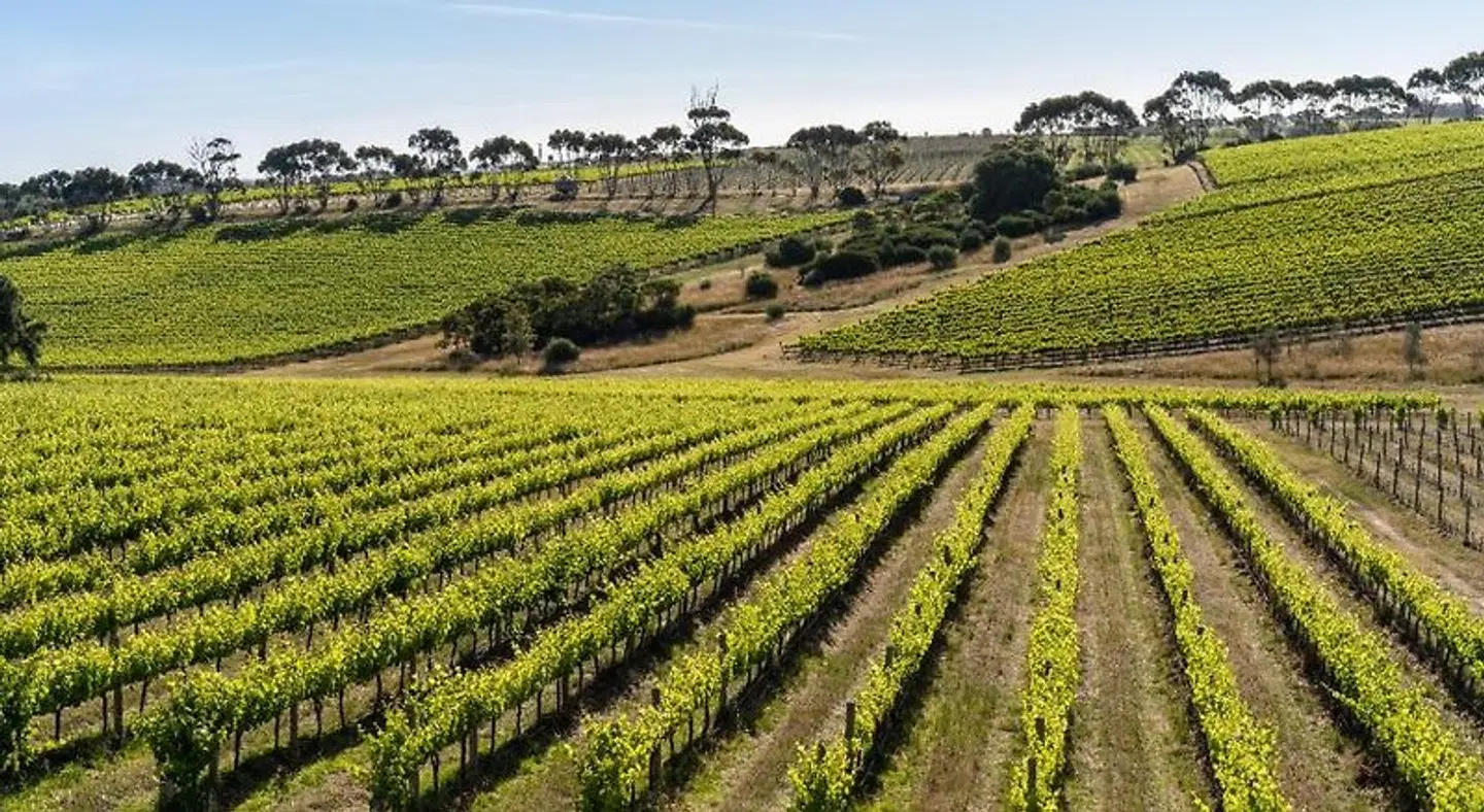 Hotel California Road Inkwell Wines SPORTS_AND_LEISURE