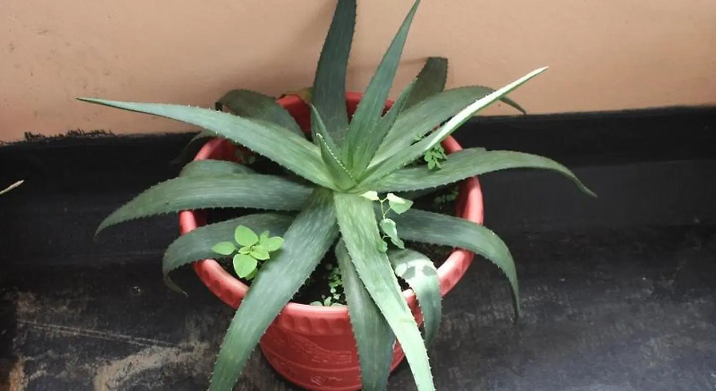 SM Lodge SPORTS_AND_LEISURE