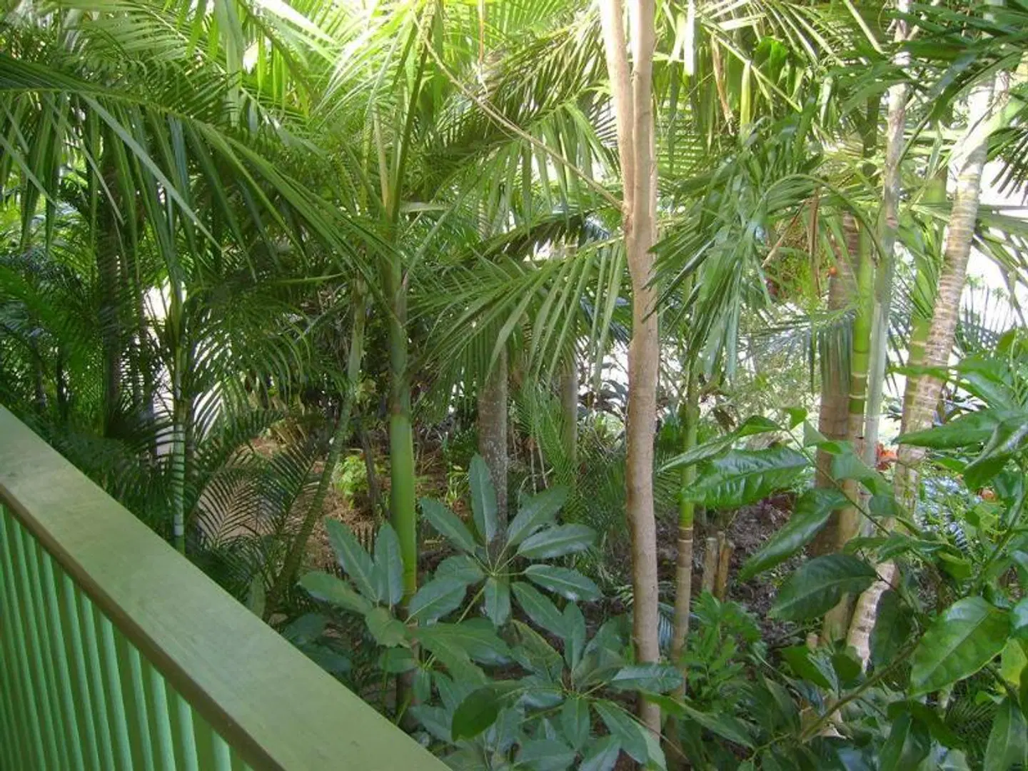 A Tropical Nite Garten
