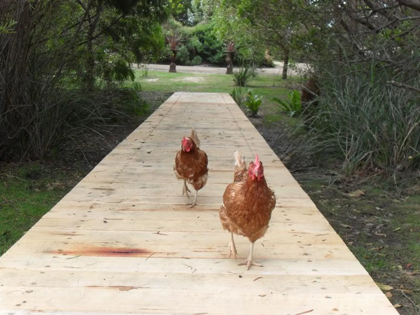 Sandpiper Ocean Cottages Tiere