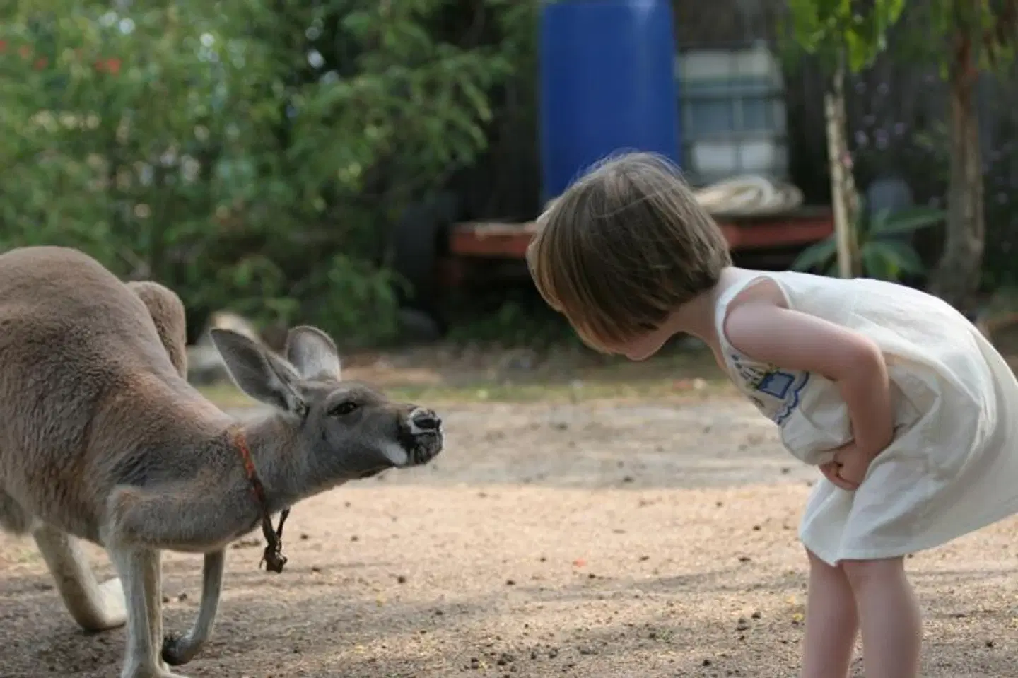 Clandulla Cottages & Farmstay Tiere