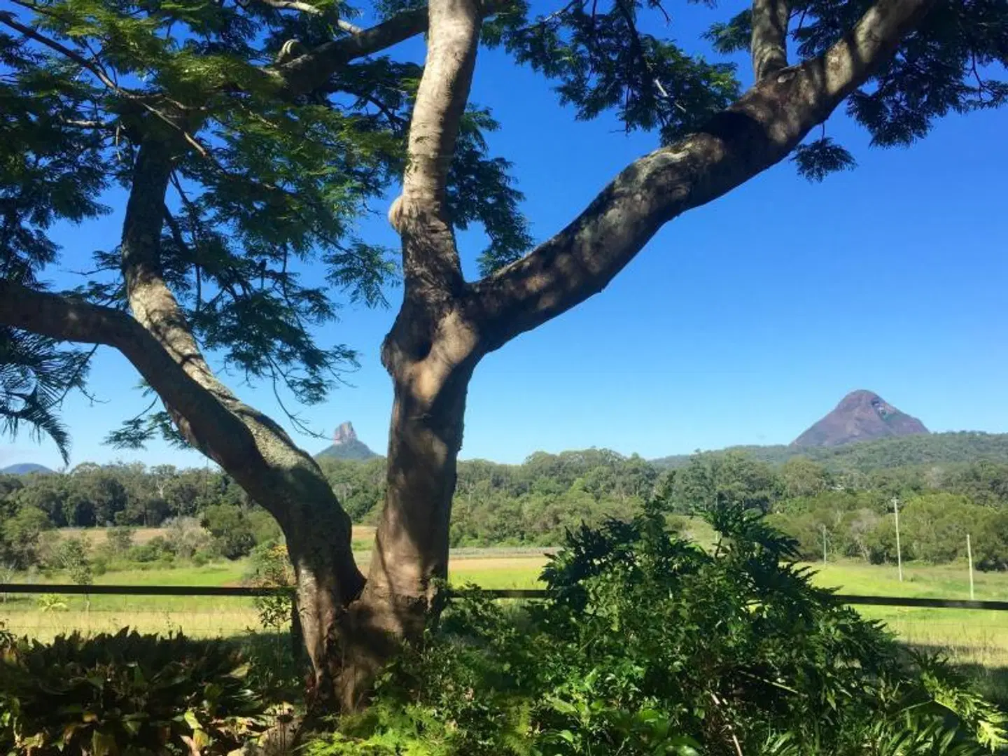 Blackwattle Farm Tiere