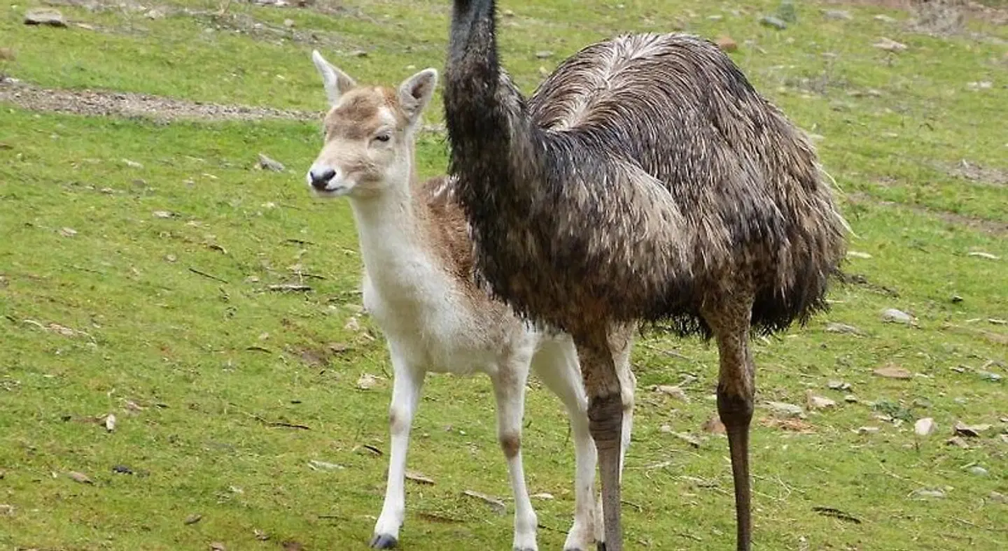 Watervale Retreat Tiere