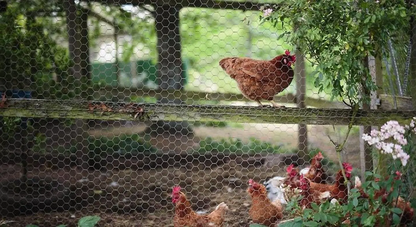 Braeside Mount Macedon Country Retreat Bed and Breakfast Tiere