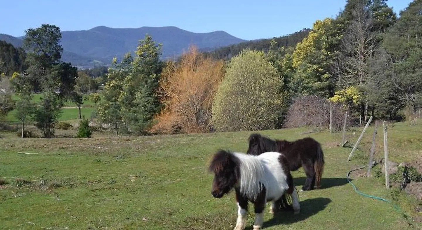 Whispering Spirit Holiday Cottages Tiere