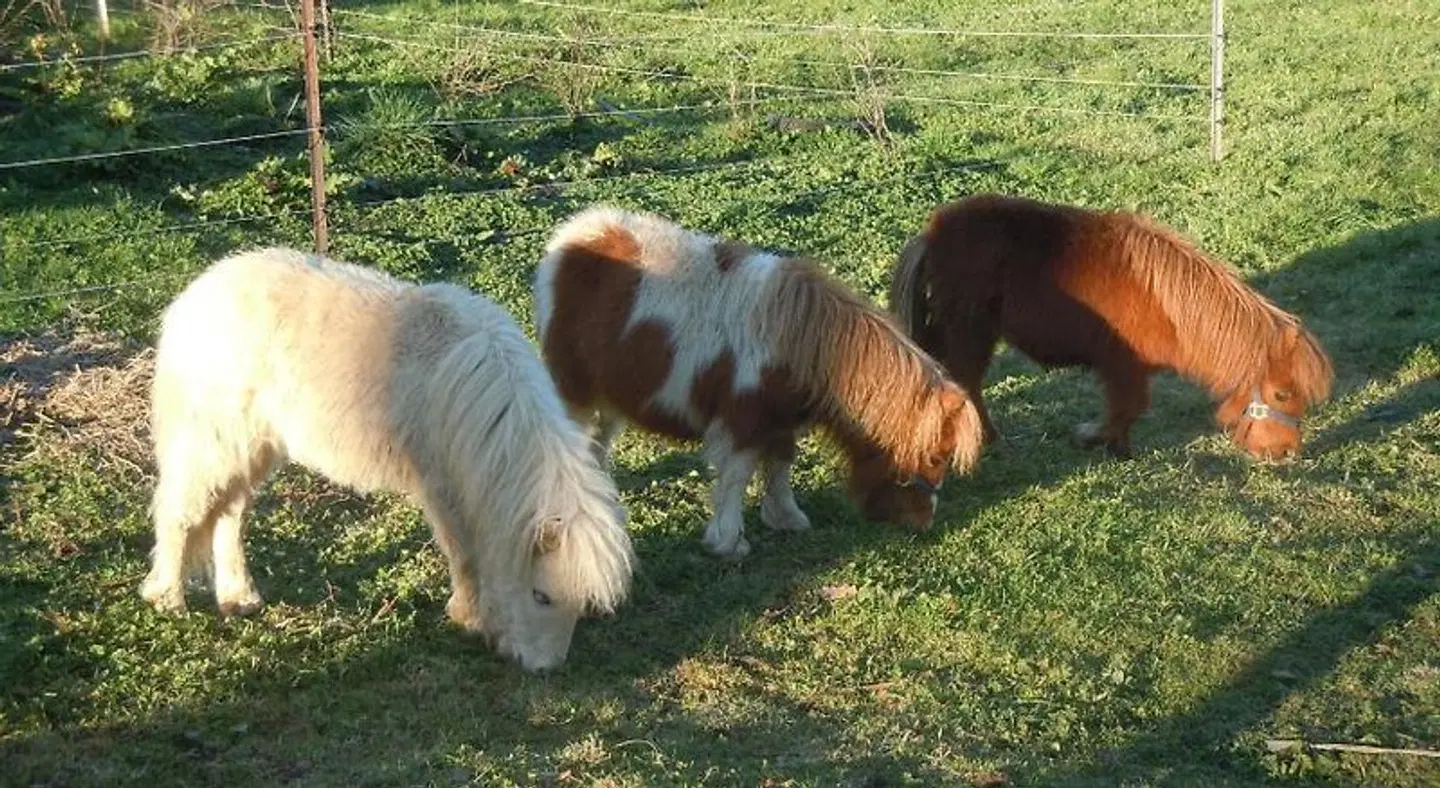 Whispering Spirit Holiday Cottages Tiere