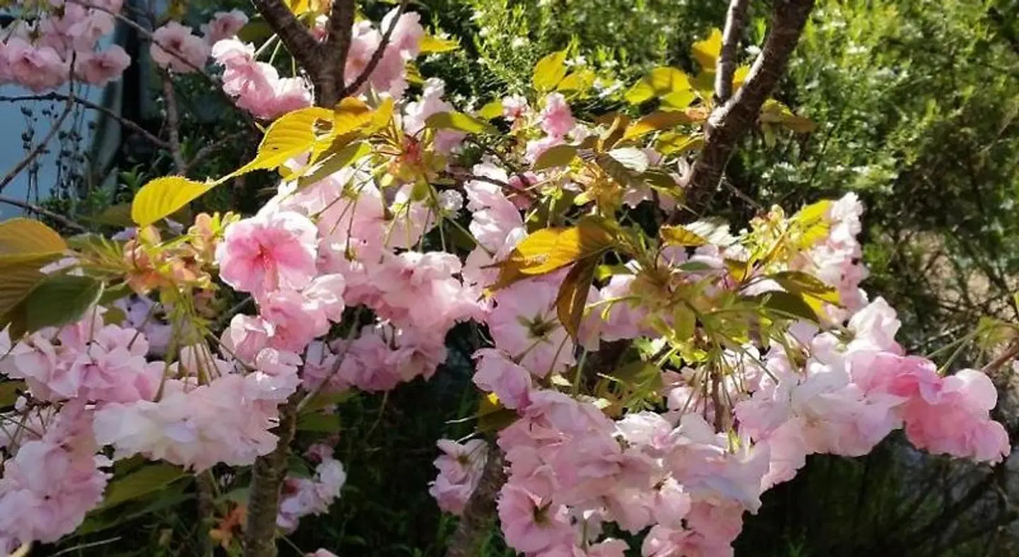 Beezneez B&B LANDSCAPE
