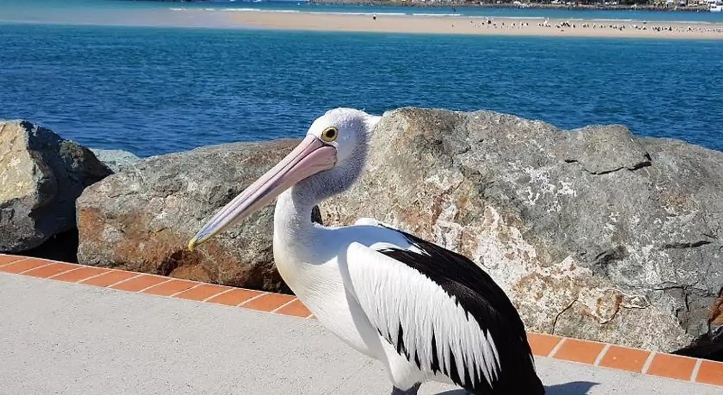 CHILL-OUT LAKESIDE - Forster Tiere