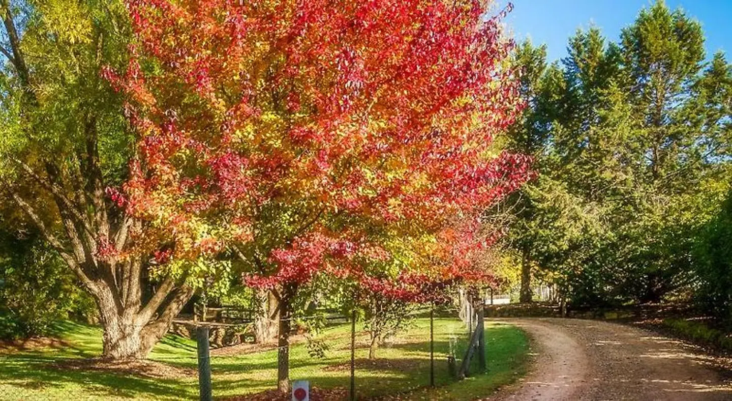 Bright Mystic Valley Holiday Units Garten