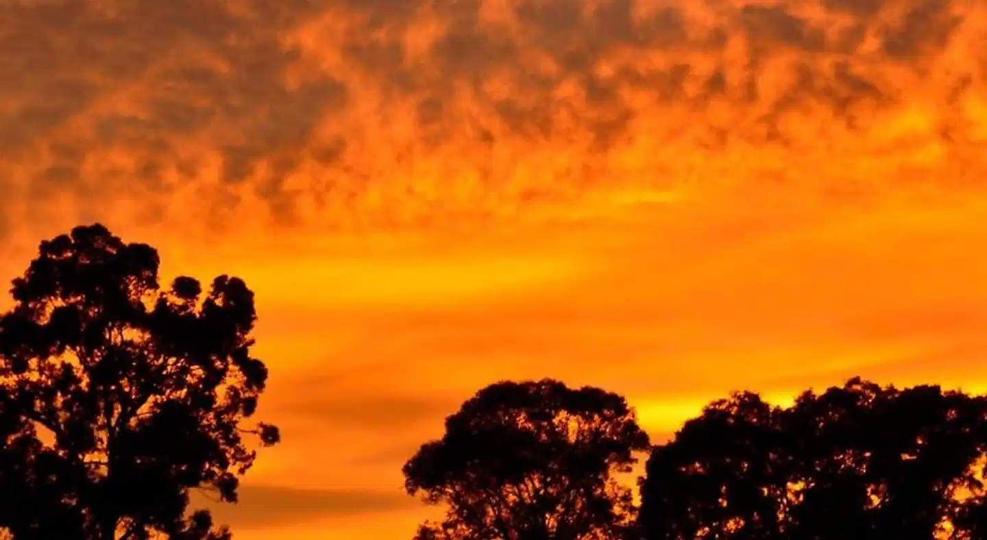 Diamond Forest Farm Stay Landschaft