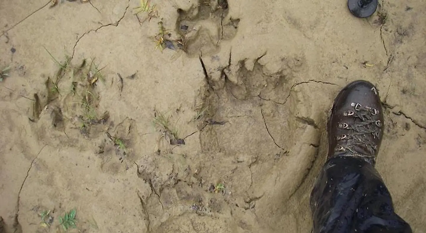 Arctic Paradise B&B Tiere