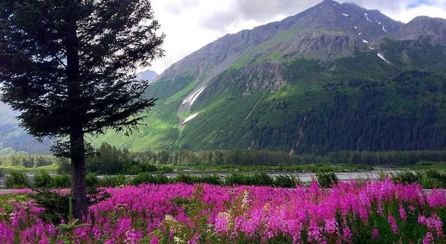 Arctic Paradise B&B LANDSCAPE