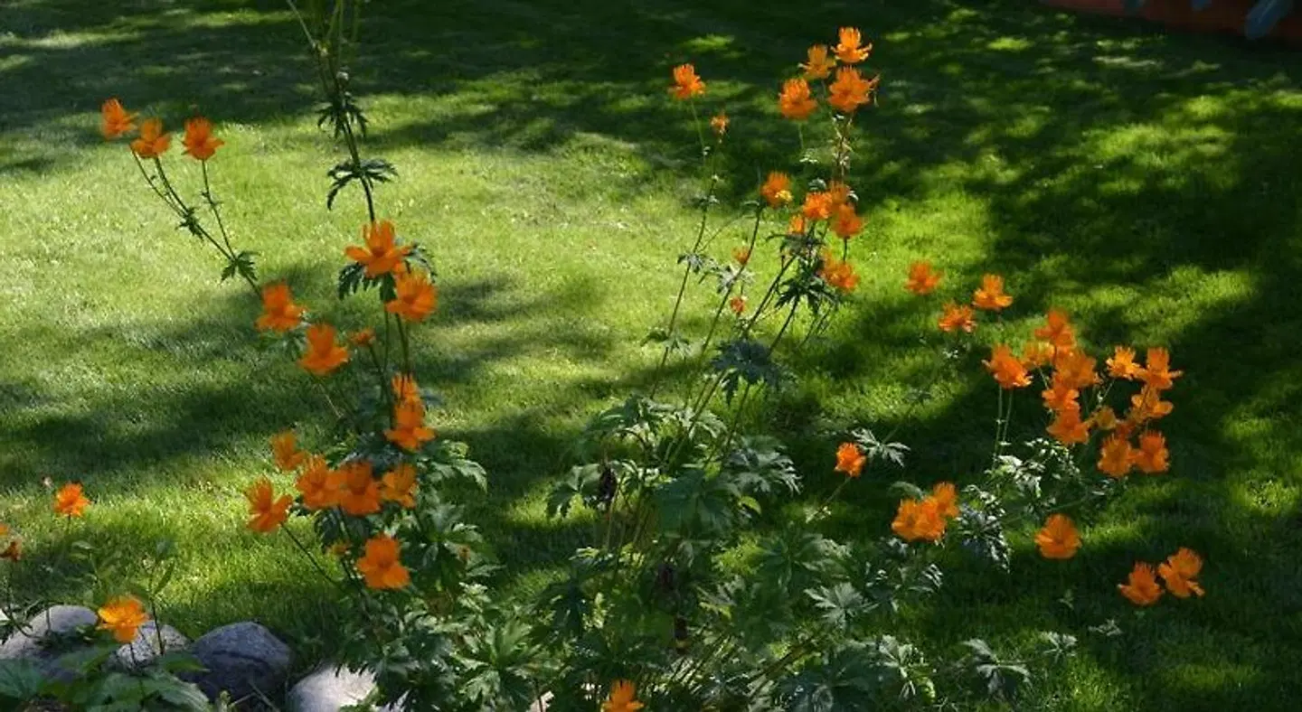 Alaska's Lake Lucille Bed & Breakfast Garten
