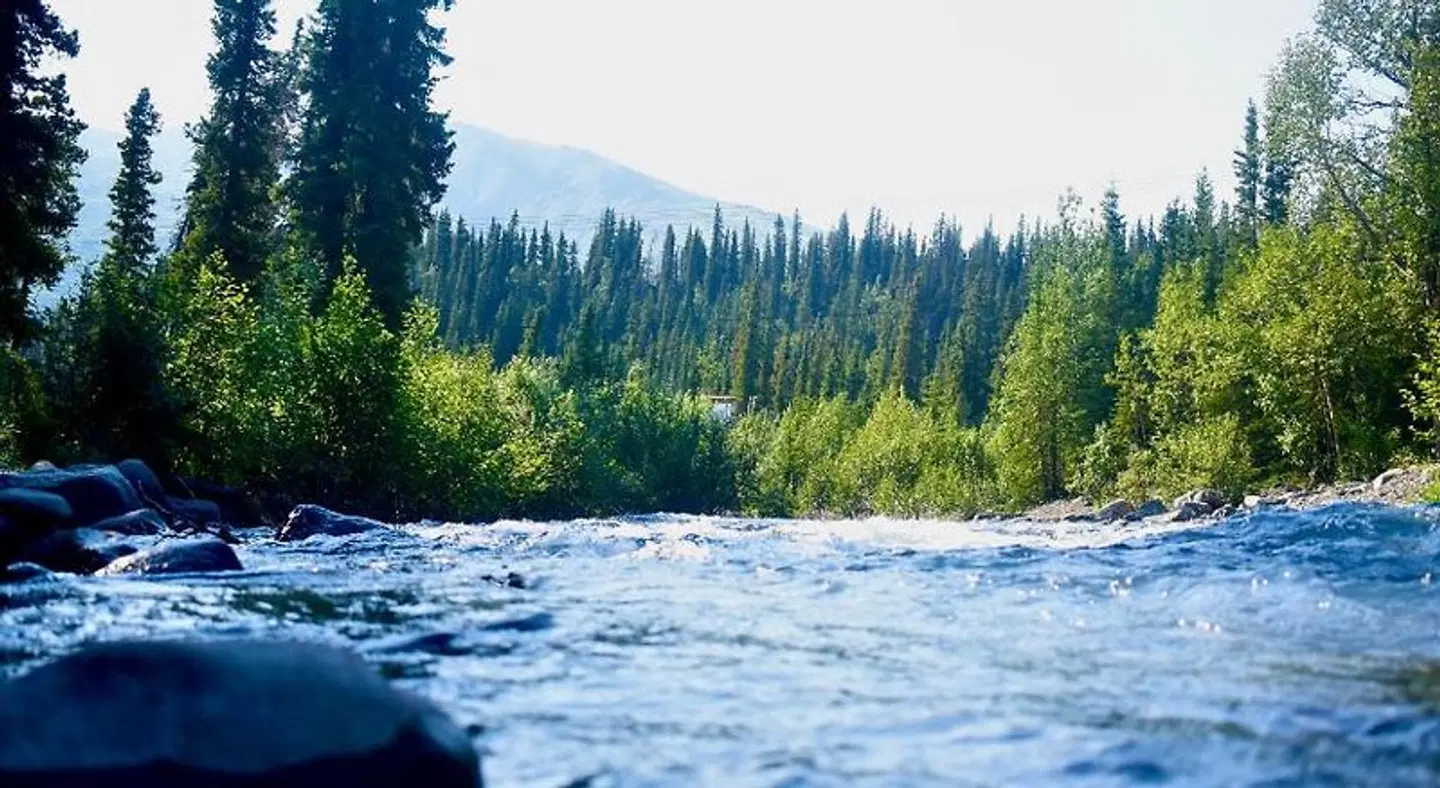 Denali Perch Resort LANDSCAPE