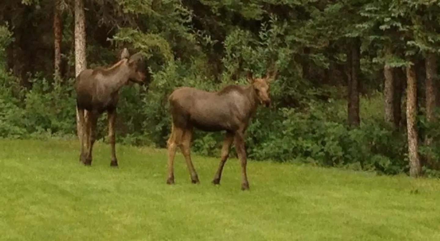 Denali Primrose B&B Tiere