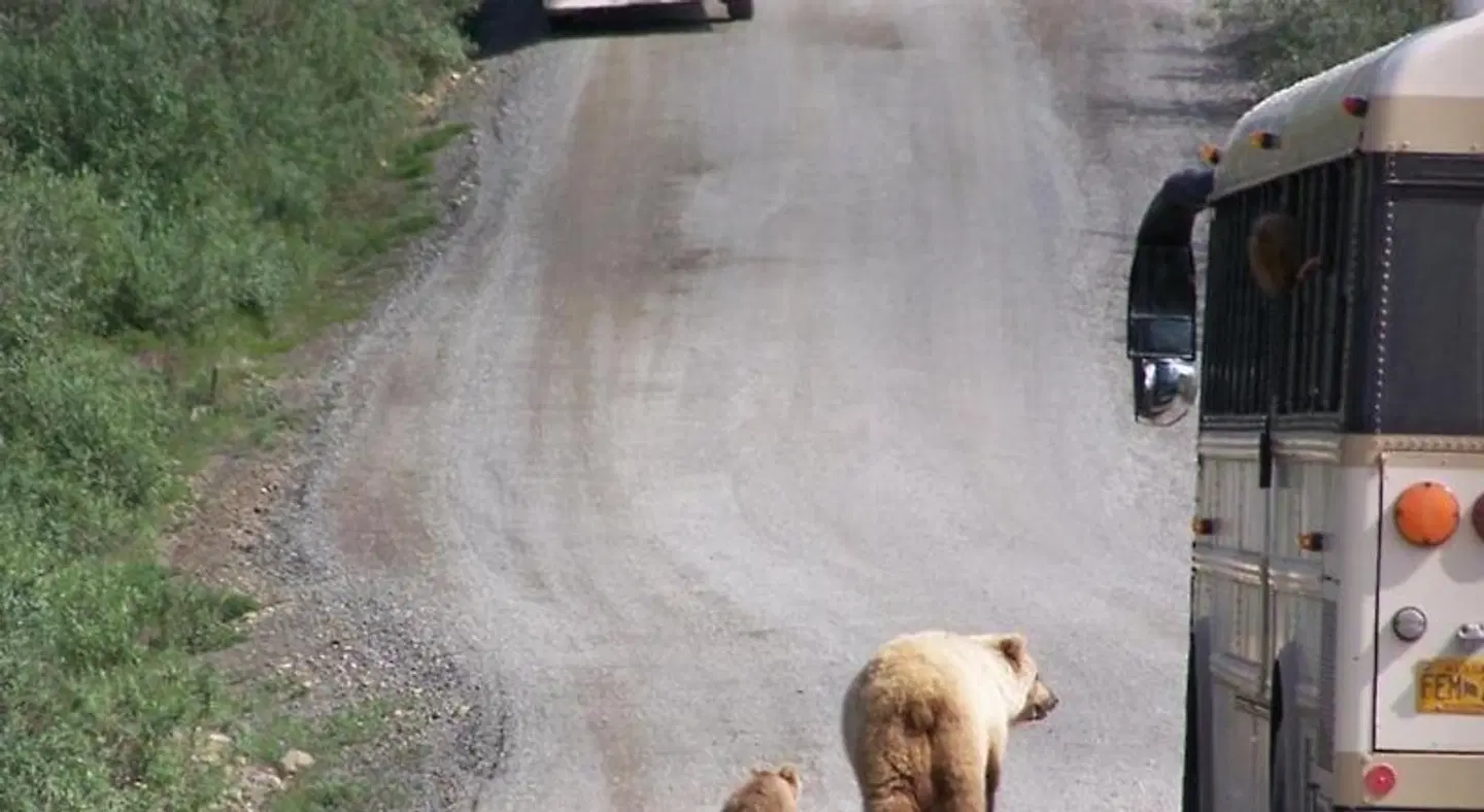 Denali Primrose B&B Tiere