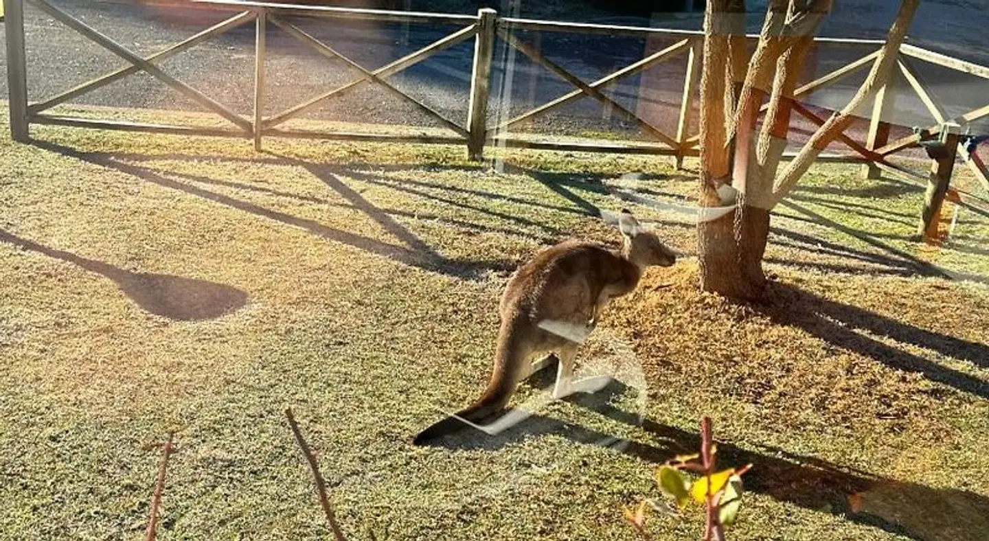 Halls Gap Log Cabins Tiere