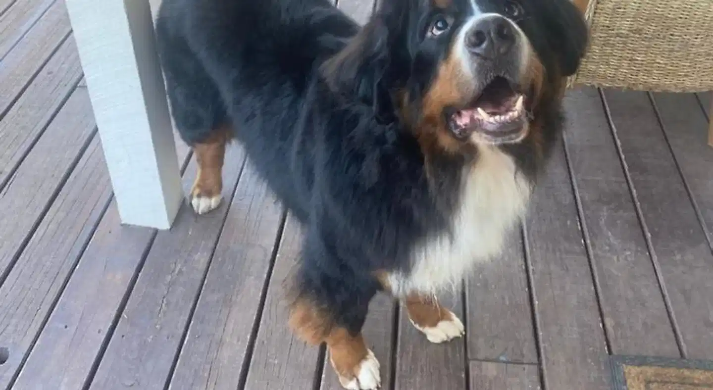 Halls on Falls Homestead Tiere