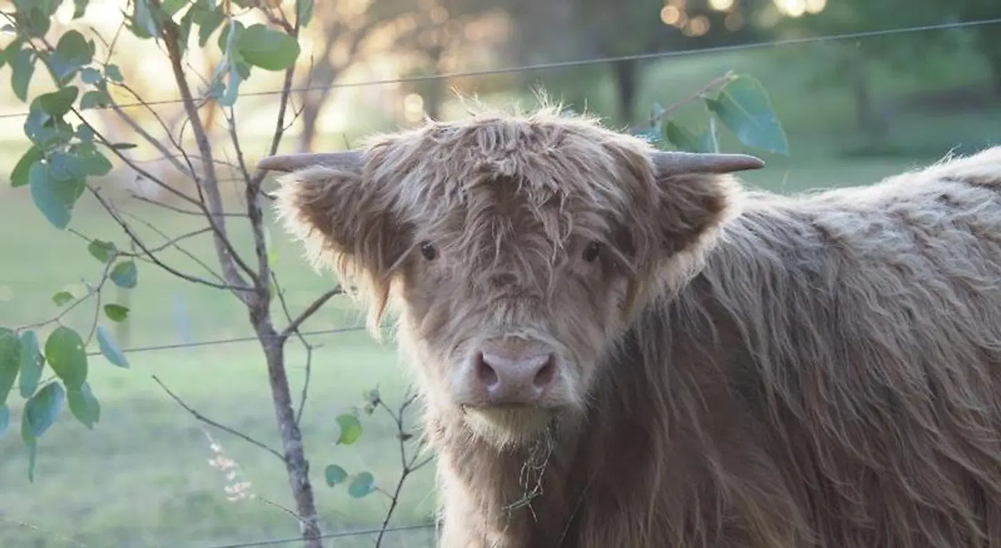 Rothbury Escape Tiere