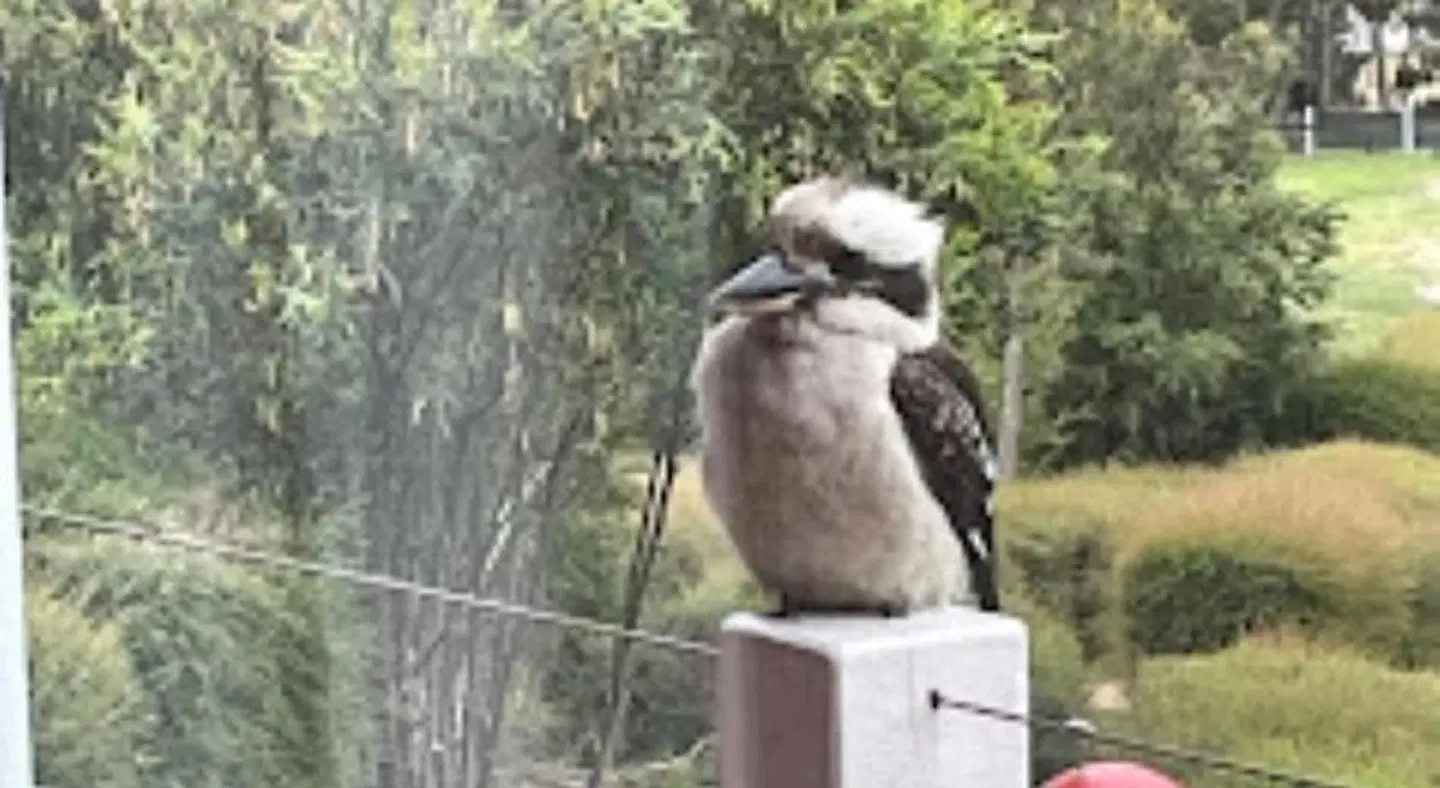 The Black Sparrow Tiere