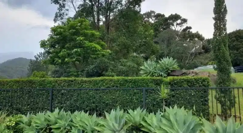 A View of Mt Warning Bed and Breakfast – Hotelfoto