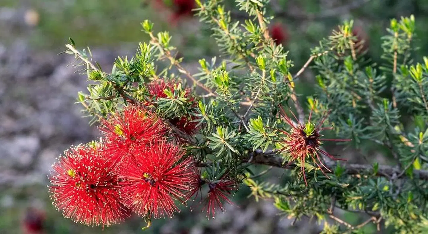 Jarrah Grove Retreat LANDSCAPE