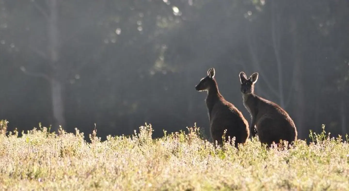 Karri Valley Chalets Tiere