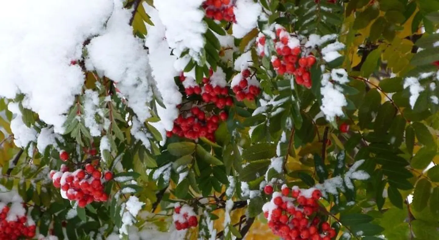 Halcyon Heights B&B/Inn EXTERIOR