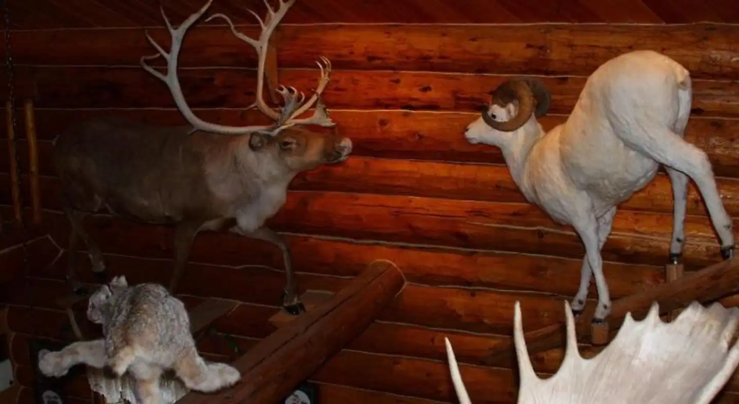 Wise Old Hunter Lodge Tiere