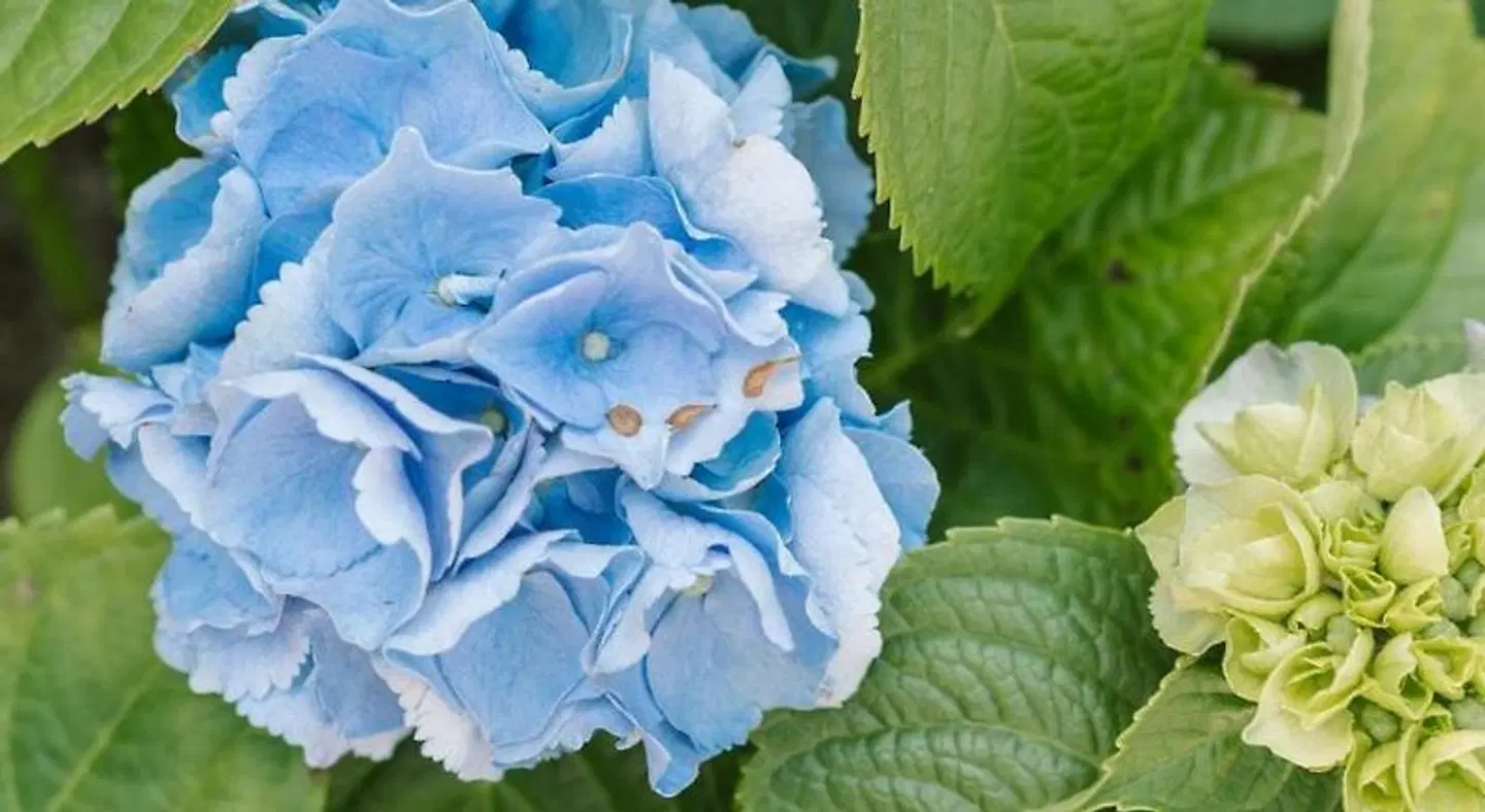 Platinum Pebble Boutique Inn LANDSCAPE