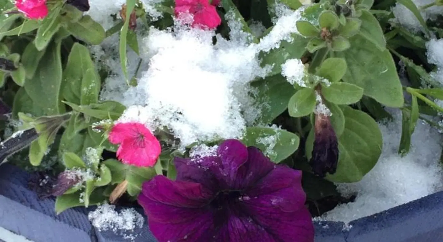 Denali Primrose B&B LANDSCAPE