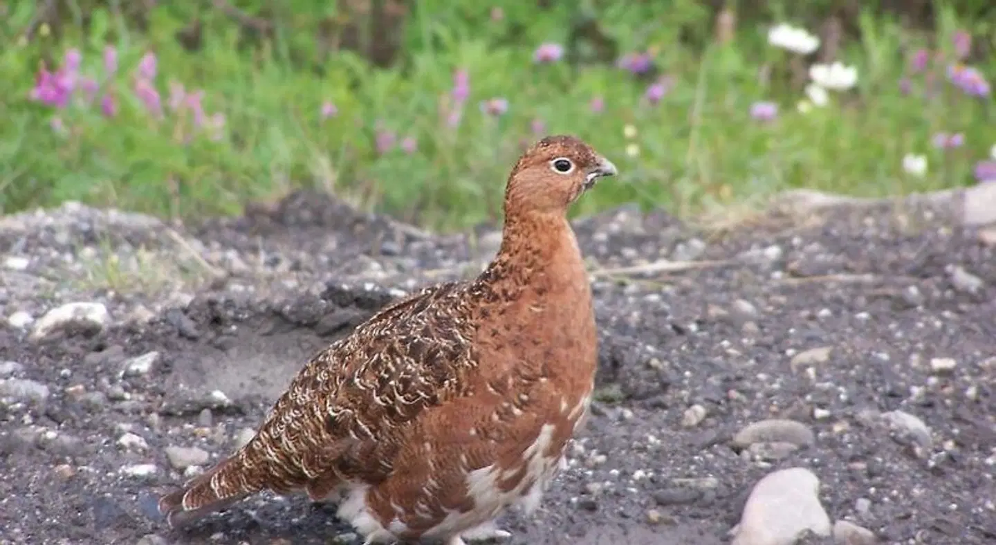 Denali Primrose B&B Tiere