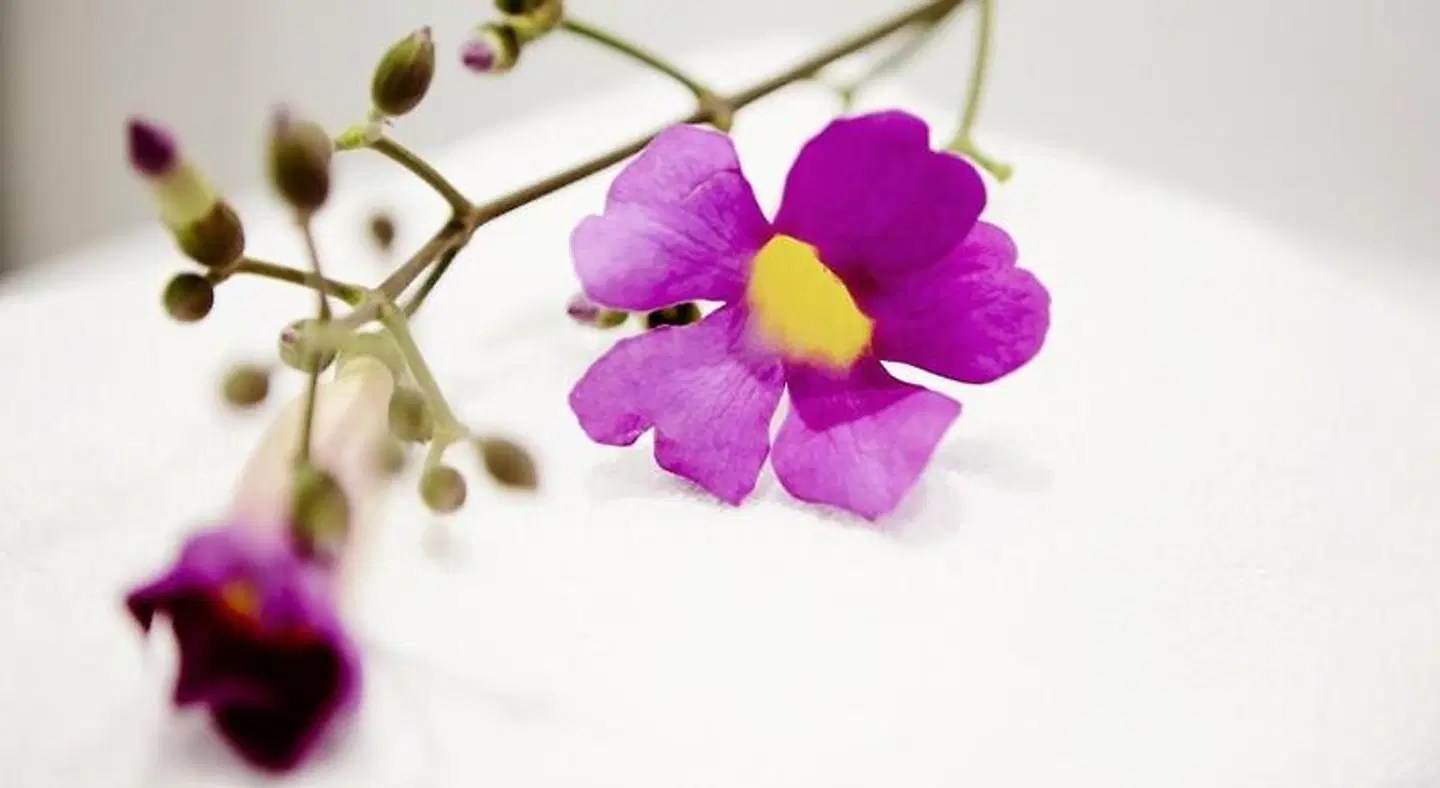 Antrim Villa by Antrim Collection MODEL_IMPRESSION