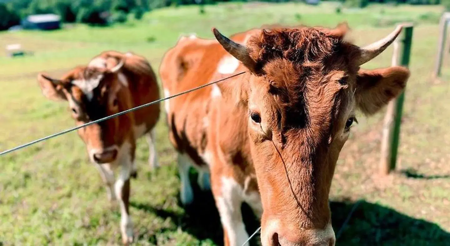 Seven Peaks Farm Stay Tiere